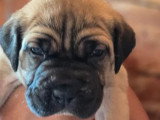 11 chiots Cane Corso LOF nés en mai 2026 à réserver