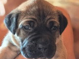 11 chiots Cane Corso LOF nés en mai 2026 à réserver