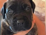 11 chiots Cane Corso LOF nés en mai 2026 à réserver