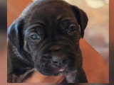 11 chiots Cane Corso LOF nés en mai 2026 à réserver
