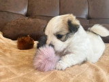 Chiot femelle Coton de Tuléar inscrit au LOF à réserver