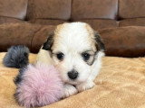 Chiot femelle Coton de Tuléar inscrit au LOF à réserver