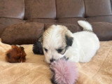 Chiot femelle Coton de Tuléar inscrit au LOF à réserver