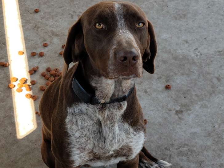 Chien Braque Français à donner