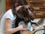 Chien Braque Français à donner