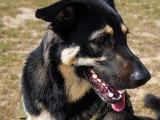 Chienne adulte à donner