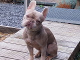 Mâle Bouledogue Français Isabella tan pour saillie