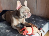 Mâle Bouledogue Français Isabella tan pour saillie