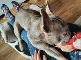 Mâle Bouledogue Français Isabella tan pour saillie