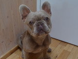 Mâle Bouledogue Français Isabella tan pour saillie