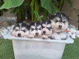 Chiots Pomsky à vendre (2 femelles & 4 mâles)