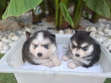 Chiots Pomsky à vendre (2 femelles & 4 mâles)