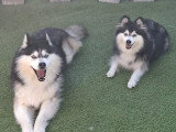 Chiots Pomsky à vendre (2 femelles & 4 mâles)