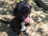 Tzatzikis, chiot mâle à adopter en association
