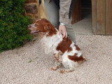 Père des chiots
