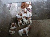 Chiots