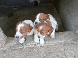 Chiots