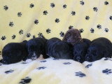 À réserver : 5 chiots Terre-Neuve non LOF nés en juin 2026