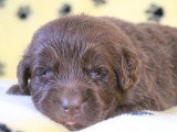 À réserver : 5 chiots Terre-Neuve non LOF nés en juin 2026