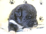À réserver : 5 chiots Terre-Neuve non LOF nés en juin 2026