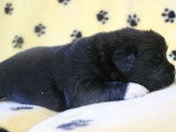 À réserver : 5 chiots Terre-Neuve non LOF nés en juin 2026