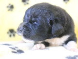 À réserver : 5 chiots Terre-Neuve non LOF nés en juin 2026
