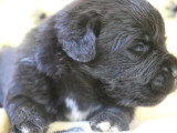 À réserver : 5 chiots Terre-Neuve non LOF nés en juin 2026