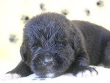 À réserver : 5 chiots Terre-Neuve non LOF nés en juin 2026