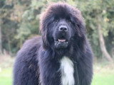 À réserver : 5 chiots Terre-Neuve non LOF nés en juin 2026