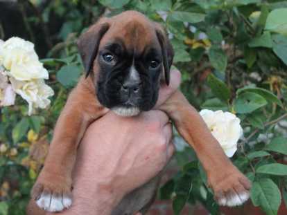 Chiot femelle Boxer à vendre