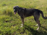 Sista, jeune chienne à adopter en association