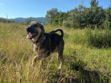 Sista, jeune chienne à adopter en association