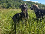 Sista, jeune chienne à adopter en association