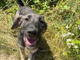 Sista, jeune chienne à adopter en association