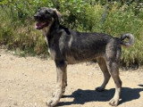 Sista, jeune chienne à adopter en association