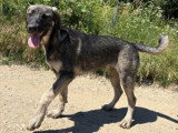 Sista, jeune chienne à adopter en association