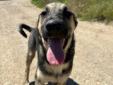 Brother, chiot à adopter en association