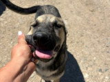Brother, chiot à adopter en association