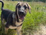 Brother, chiot à adopter en association