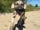 Brother, chiot à adopter en association