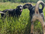 Brother, chiot à adopter en association