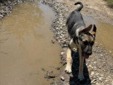 Brother, chiot à adopter en association