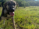 Brother, chiot à adopter en association