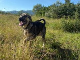 Brother, chiot à adopter en association