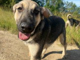 Brother, chiot à adopter en association