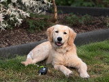 Jeune femelle Golden Retriever à vendre
