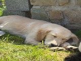 Jeune femelle Golden Retriever à vendre
