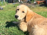 Jeune femelle Golden Retriever à vendre