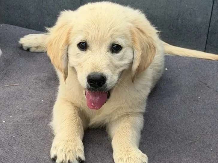 Portée de 4 chiots Golden Retriever LOF nés en avril 2026 à vendre