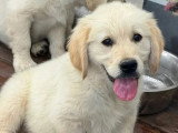 Portée de 4 chiots Golden Retriever LOF nés en avril 2026 à vendre